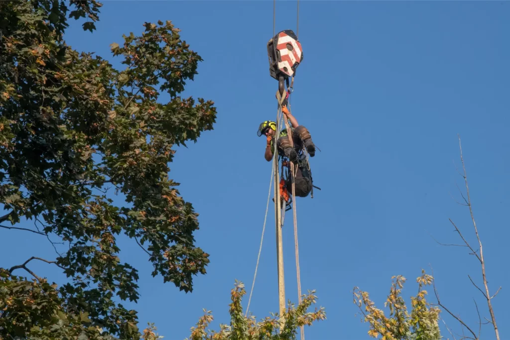 Crane Assisted Tree Cutting 3.0