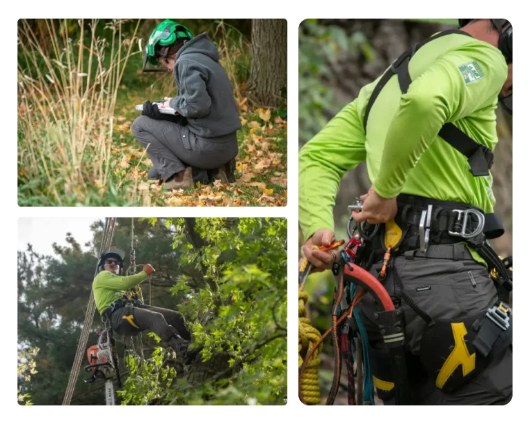 ArborWise Tree management Collage
