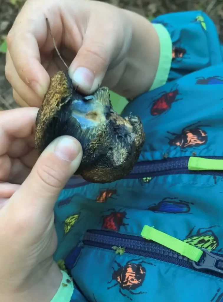 Cyanoboletus_pulverulentus