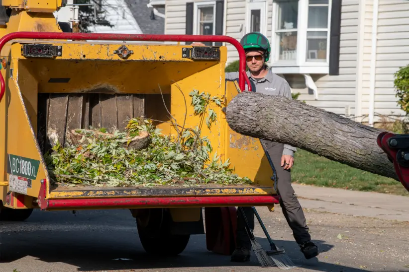 Residential Tree Trimming MN