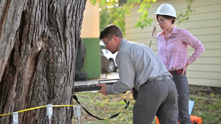 Tree Removal MN