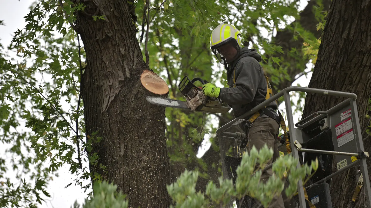 Tree Removal MN