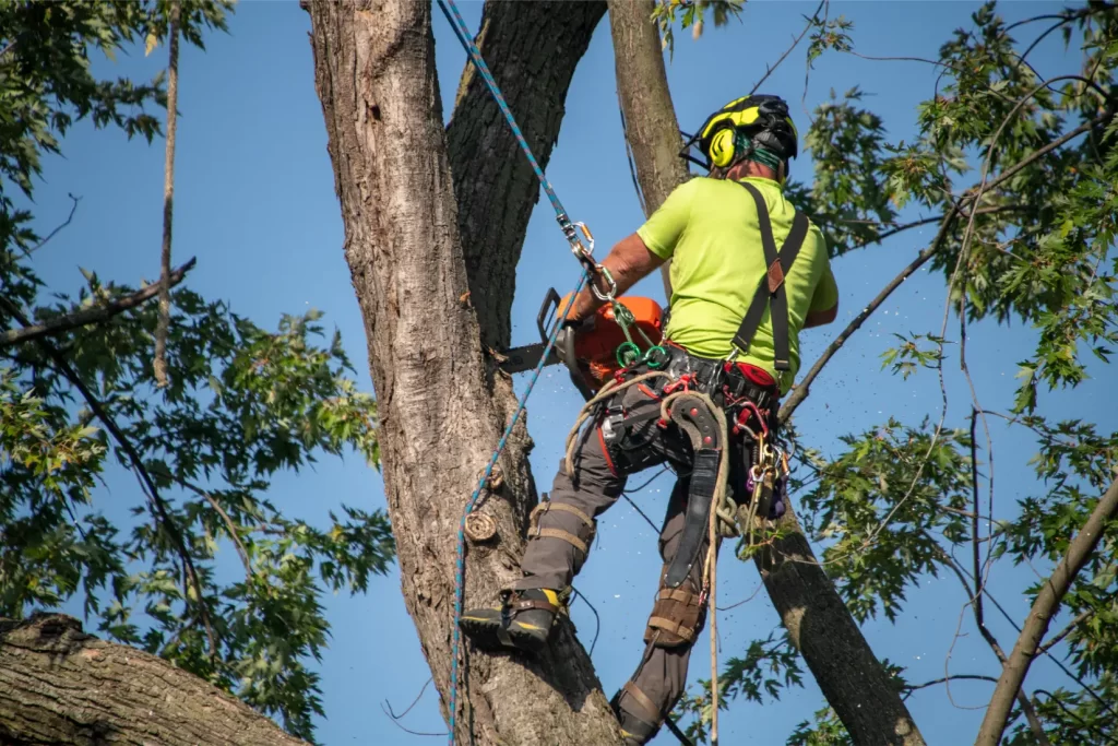 Tree Trimming Pruning