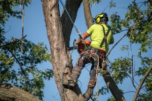 Tree Trimming Pruning