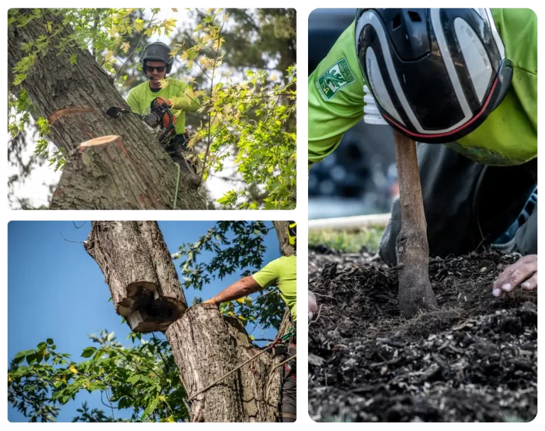 Tree health MN collage