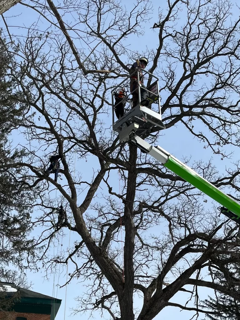 Tree Trimming