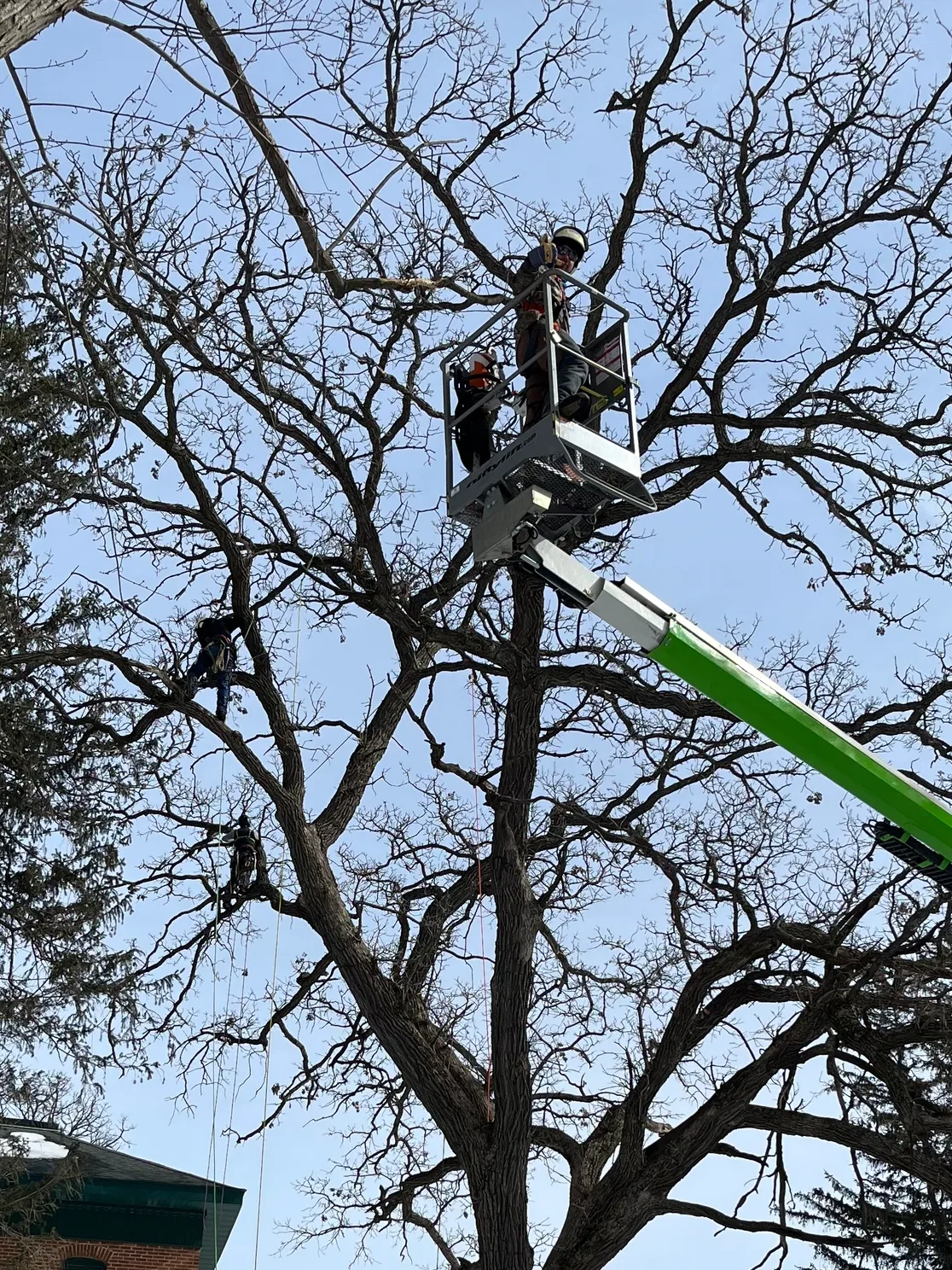 Tree Trimming