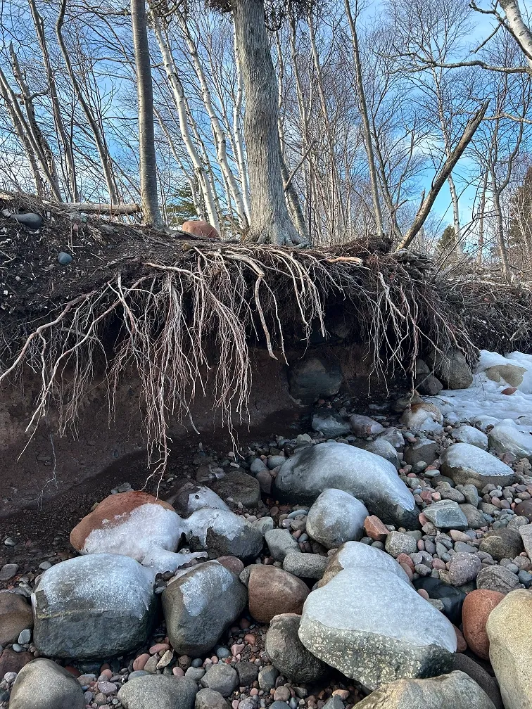 Vascular Sectorality Arborwise Tree Management