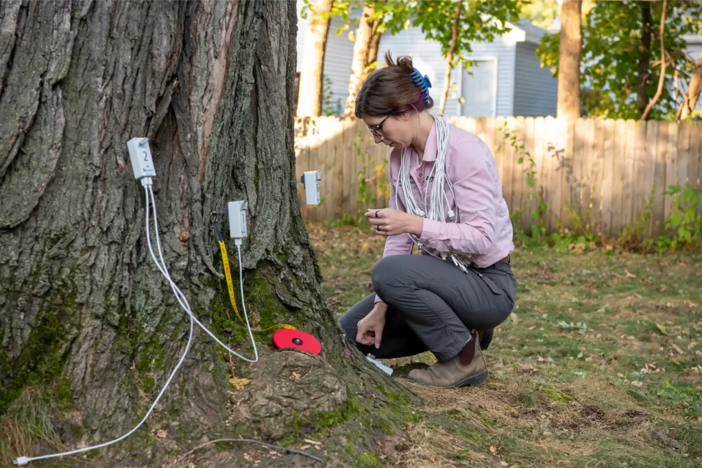 Physiology of tree roots