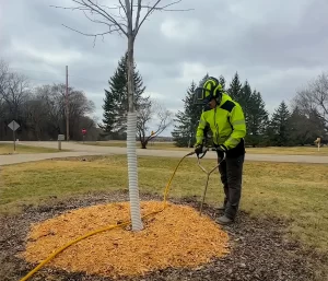 Tree Fertilization MN