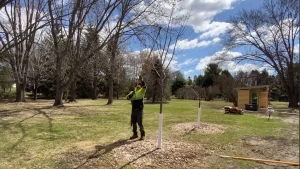 Juvenile Pruning Arborwise Tree management
