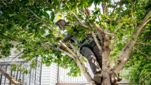 Tree-Pruning Rochester MN