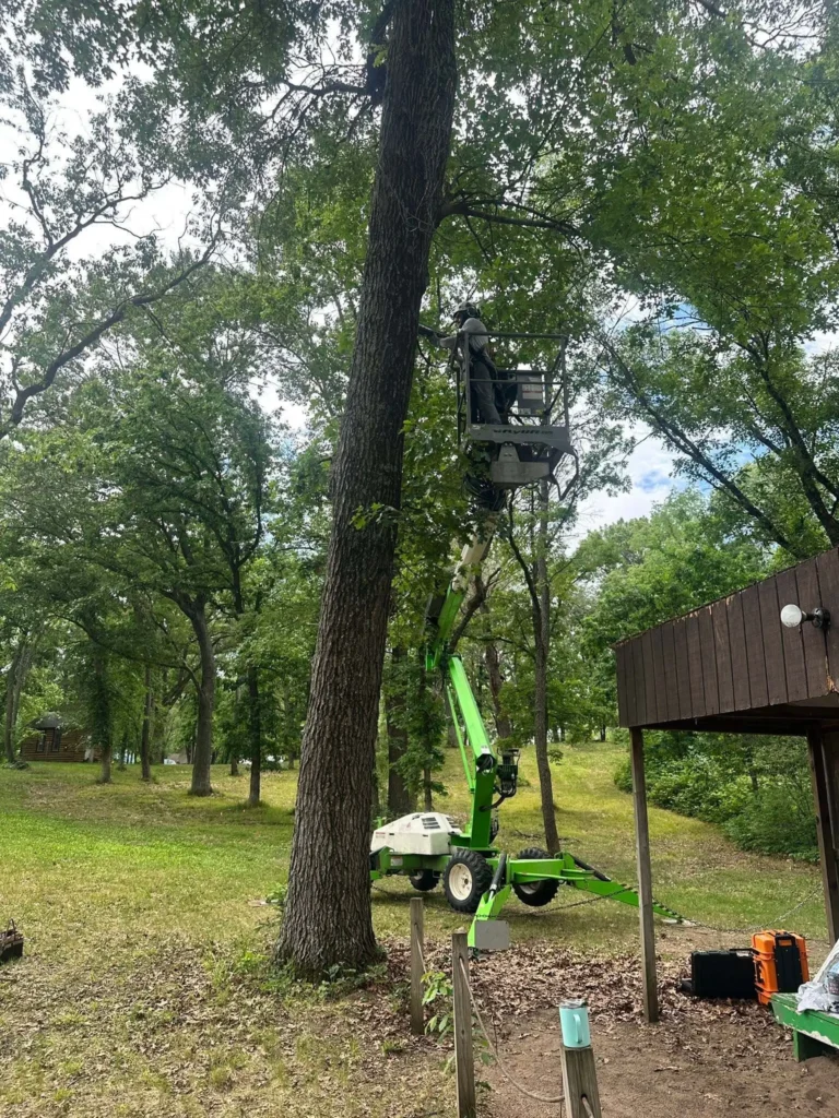 Aerial view of the red oak canopy and archery course during the assessment at YMCA Camp Pepin, with ArborWise equipment visible below