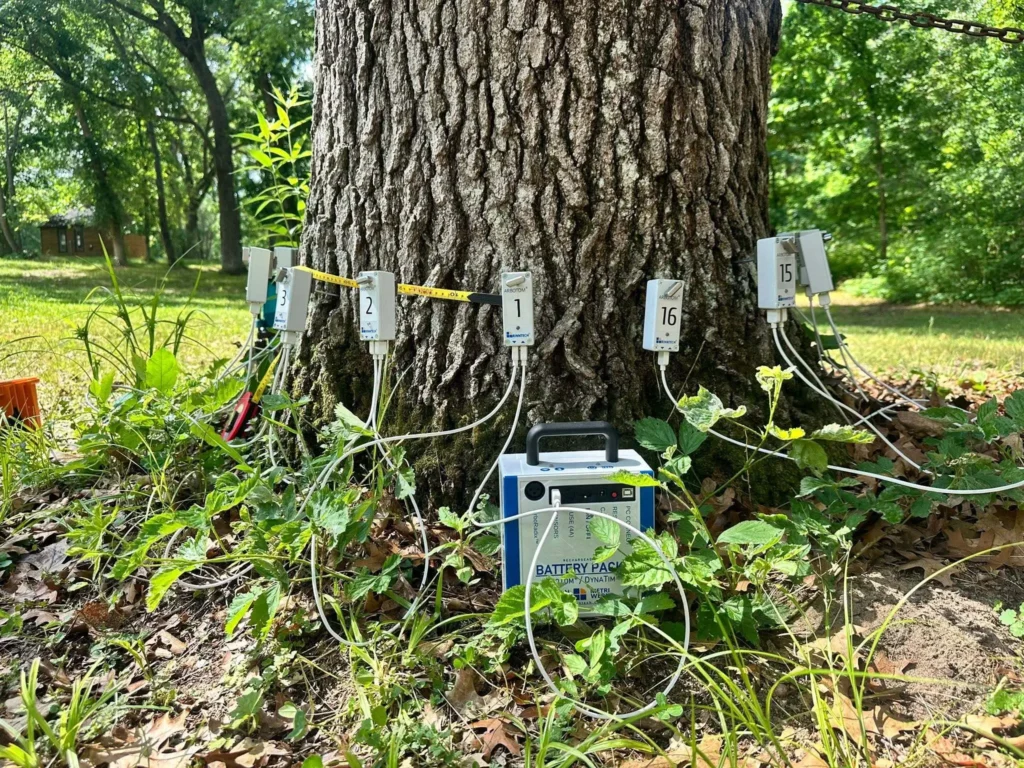 Arbotom® sensors at the base of the assessed red oak at YMCA Camp Pepin