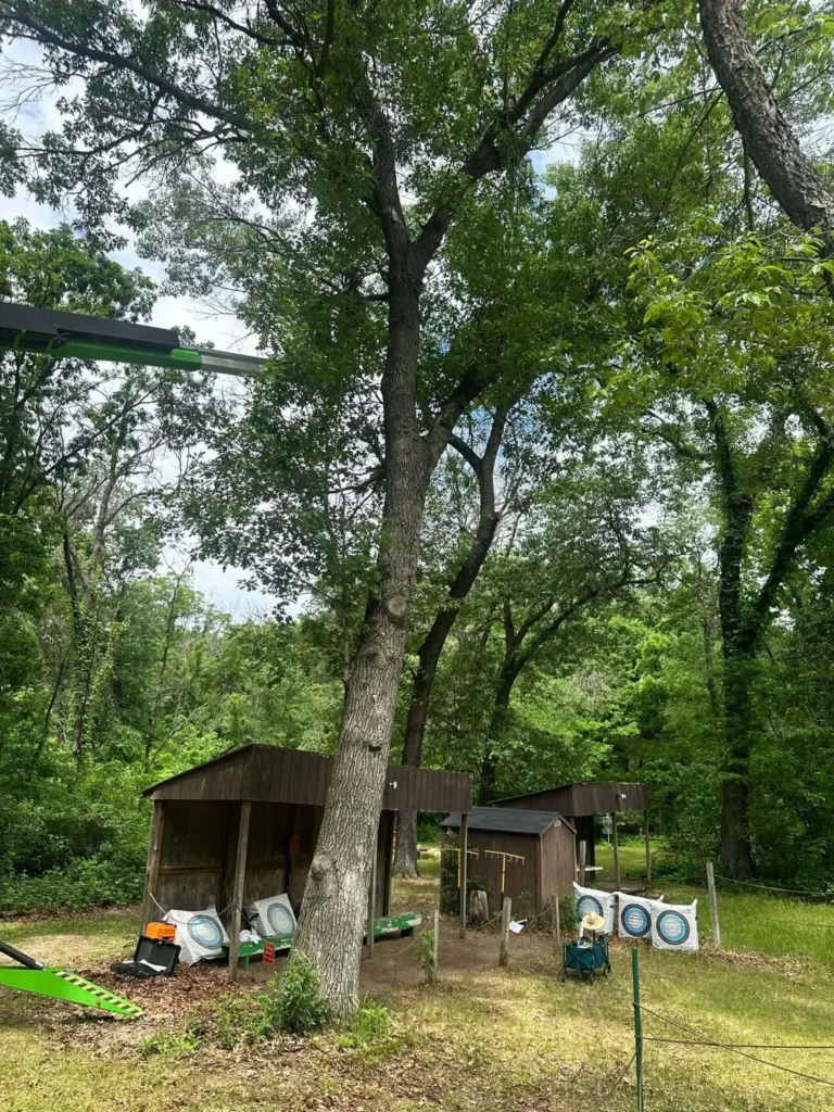The red oak at the center of the YMCA Camp Pepin archery course, with the zipline infrastructure visible overhead.