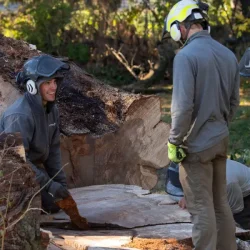 00 Stump Grinding Stump Grinding
