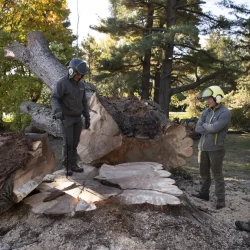 Tree Removal 2.0 Tree Removal