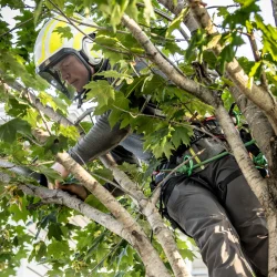 Tree Trimming_Pruning Hero Tree Trimming_Pruning Hero